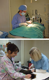 cat on exam table