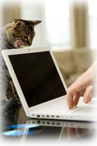 cat at computer