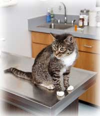 cat on exam table