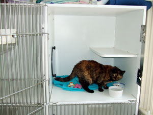 cat condo accommodations