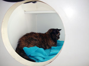 cat condo accommodations