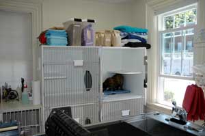 special cat condos