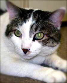 Victor the cat